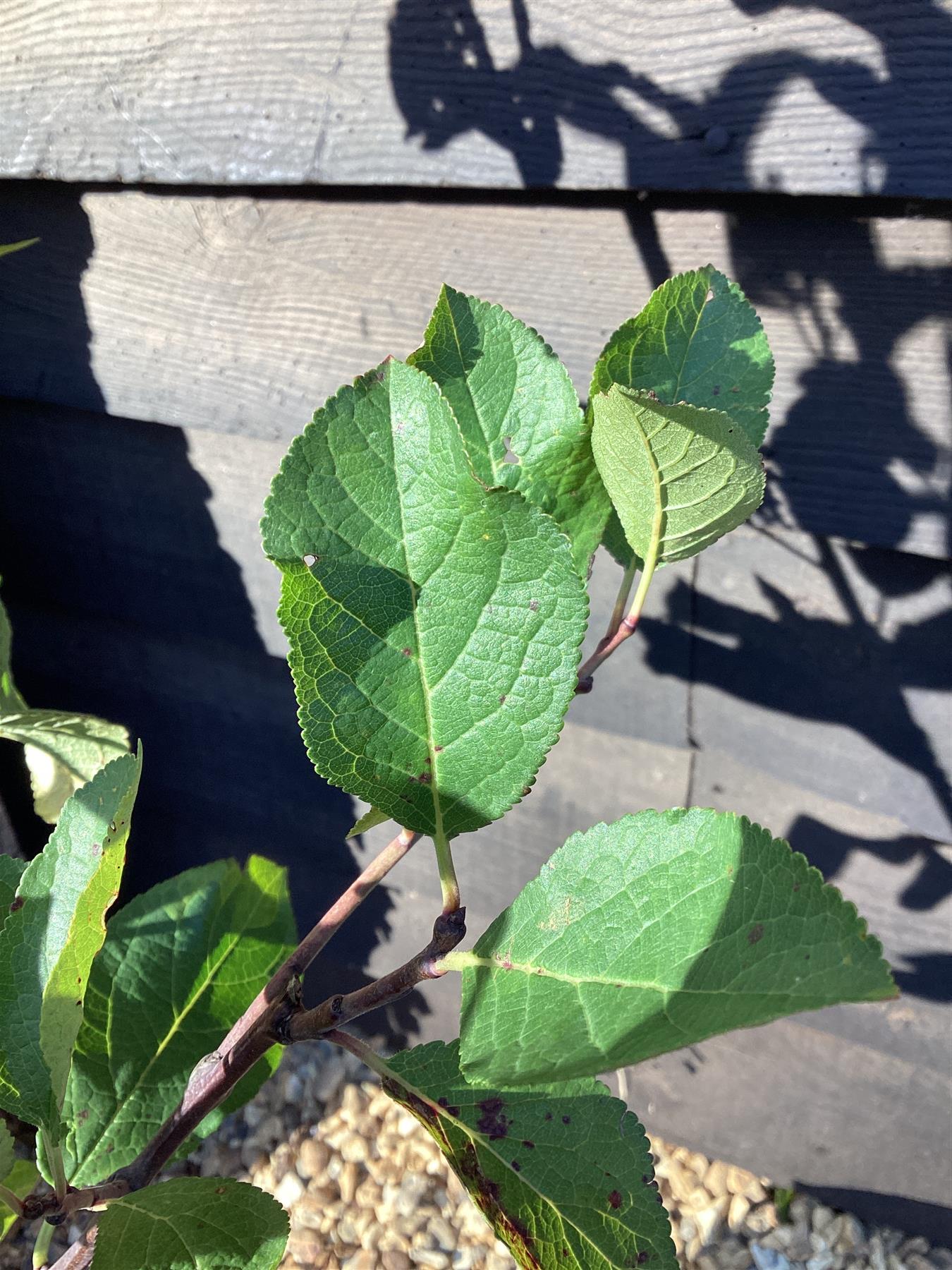 Prunus domestica Opal | Plum ‘Opal’ - 100-120cm, 7lt