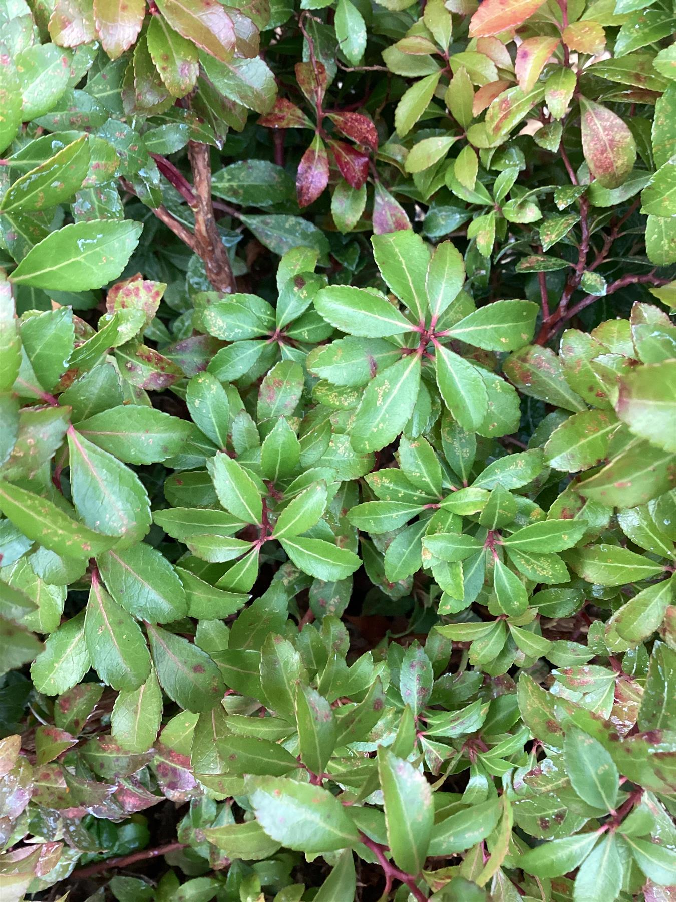 Pieris japonica 'Little Heath' - 50-80cm, 10lt