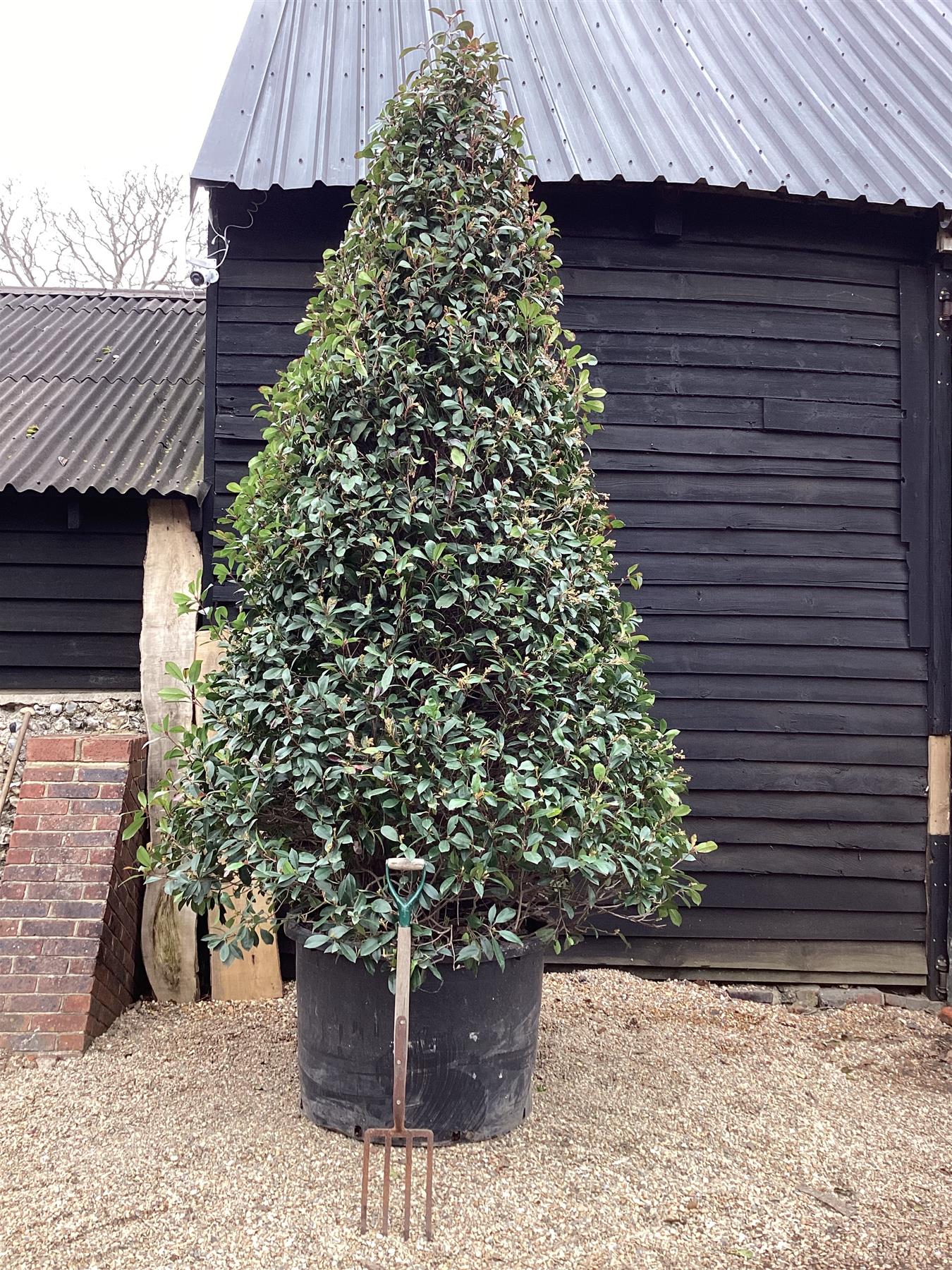 Photinia Red Robin | Christmas berry 'Little Red Robin' - Cone - 400-450cm, 375lt