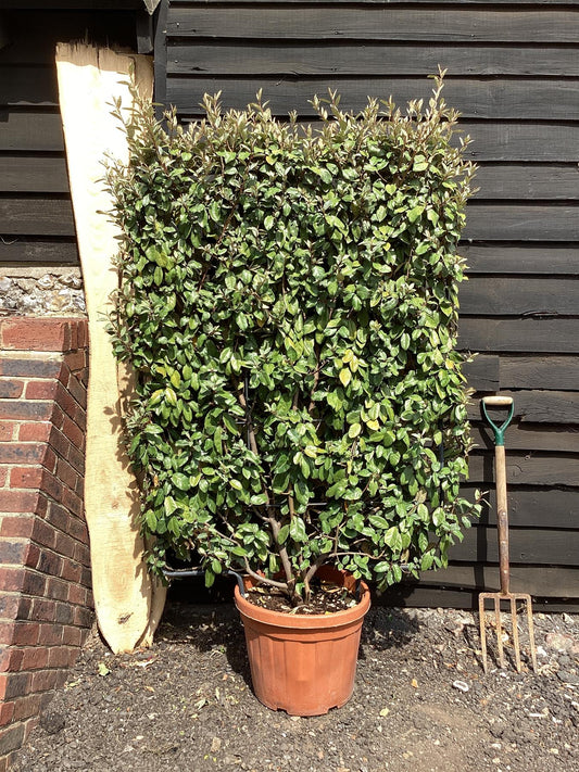 Elaeagnus ebbingei - Espalier/Pleached Metal Frame 140x100cm - 45lt