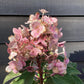 Hydrangea paniculata 'Switch Ophelia' - 60-80cm, 18lt