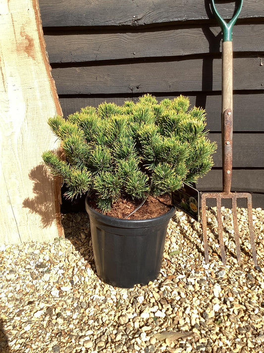 Pinus mugo 'Carsten's Wintergold' - 45-55cm, 10lt