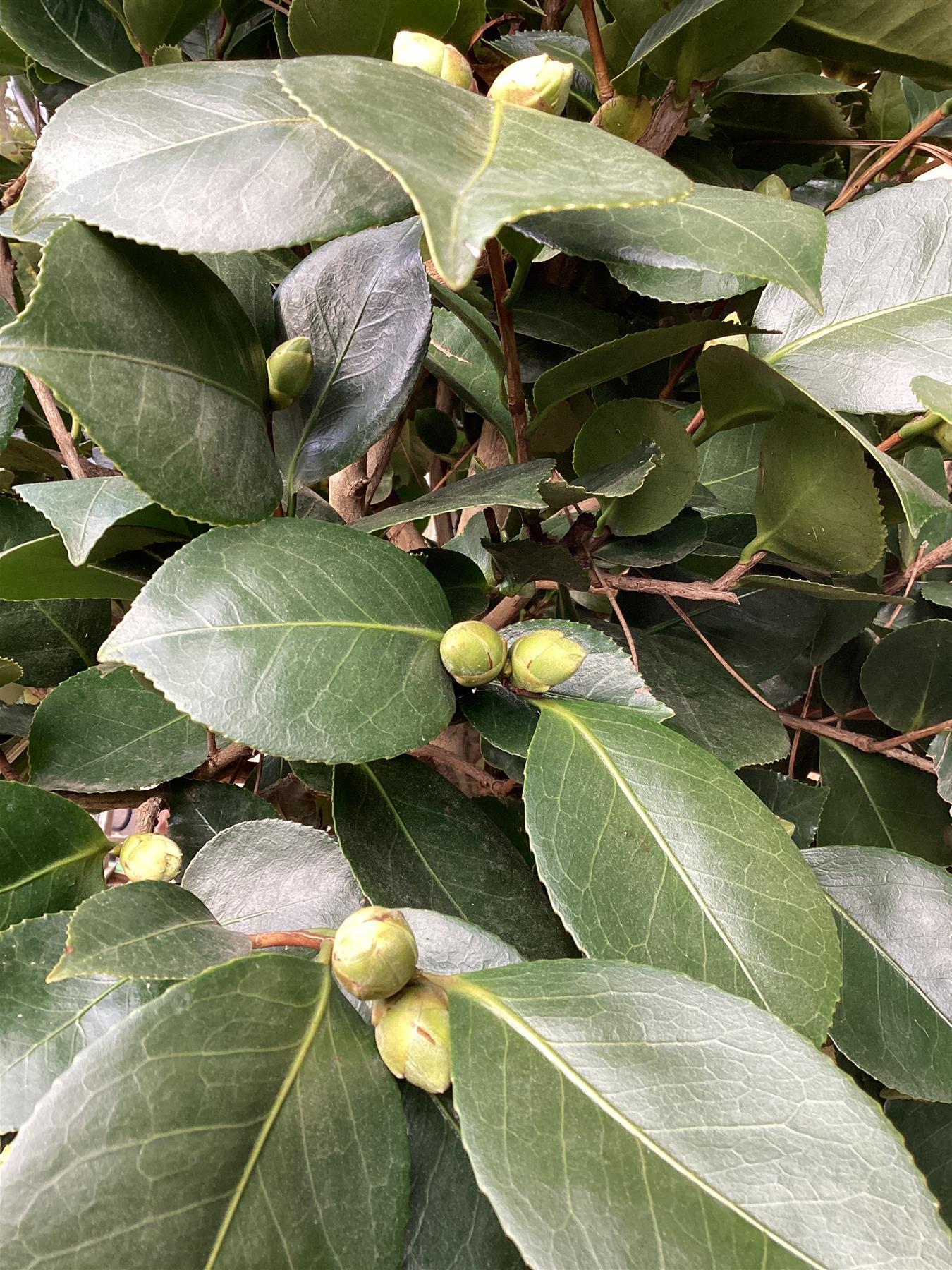 Camellia japonica | Common Camellia - 280-290cm, 55lt