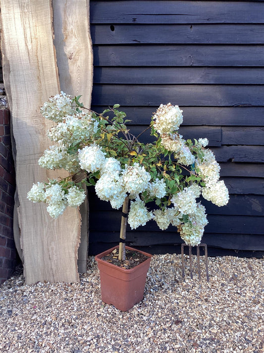 Hydrangea paniculata 'Polar Bear' - 60-80cm, 18lt