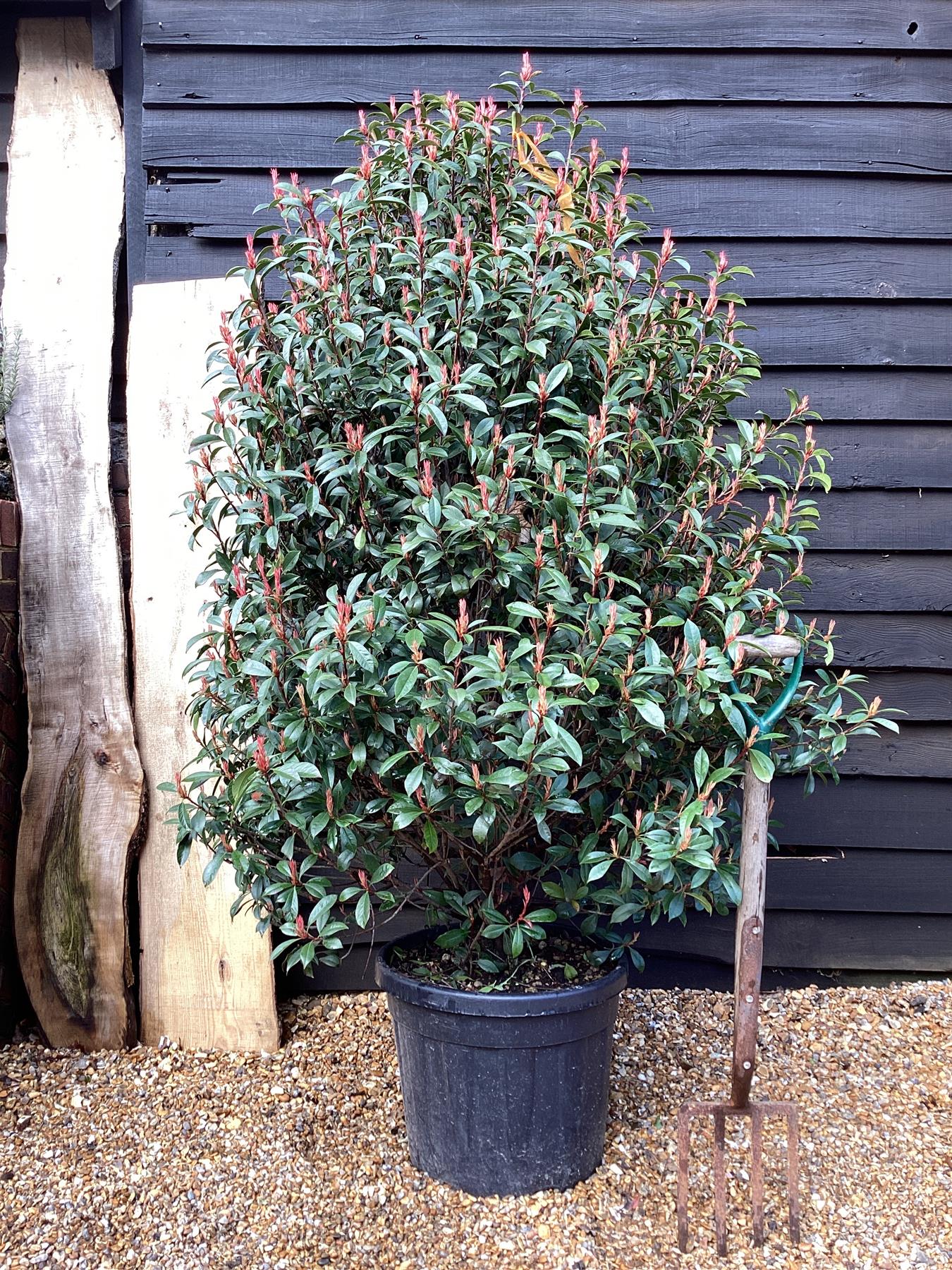 Photinia Red Robin - Compacta - Bush - 170-180cm - 35lt – Arundel Arboretum