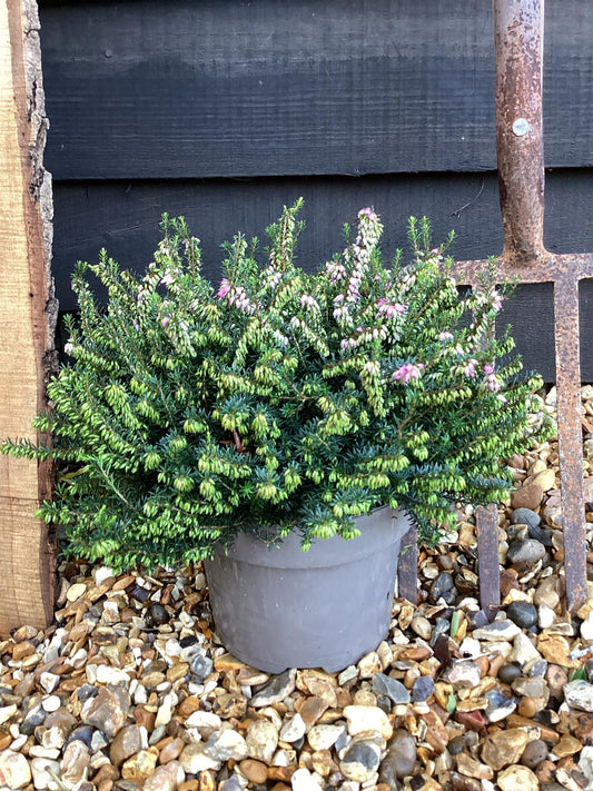 Erica x darleyensis 'J.W. Porter' - 55-65cm, 2lt