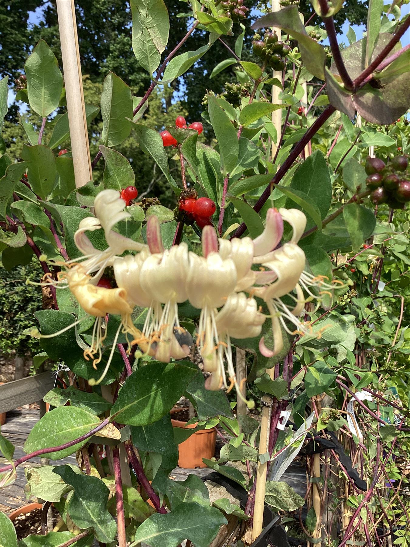 Lonicera periclymenum 'Belgica' | Dutch honeysuckle - 7lt