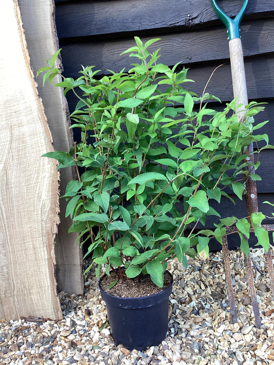 Deutzia scabra 'Plena' - 55-65cm, 2lt