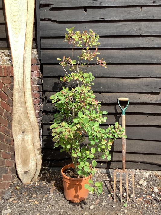 Cotinus Coggygria Young Lady - 100/120cm, 10lt