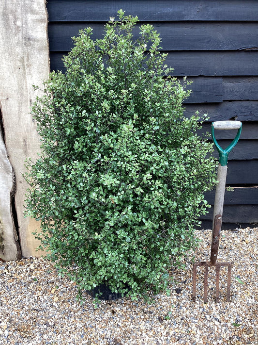 Pittosporum tenuifolium 'Cratus' | Kohuhu - 100-120cm - 25lt