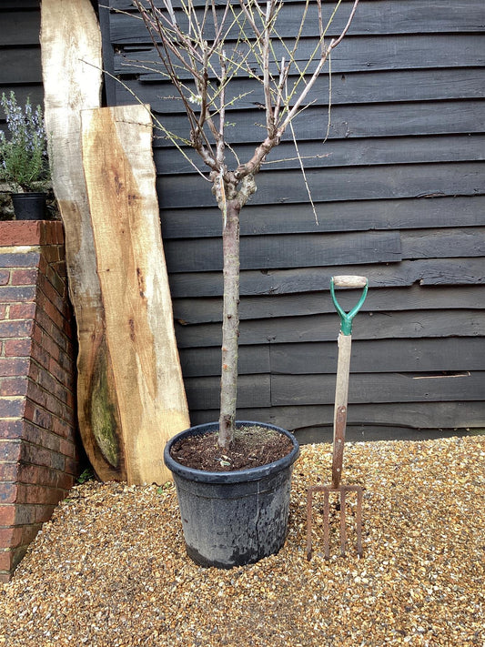 Plum tree 'Mirabelle de Nancy' | Prunus domestica - Girth 18-20cm - 220-240cm - 50lt