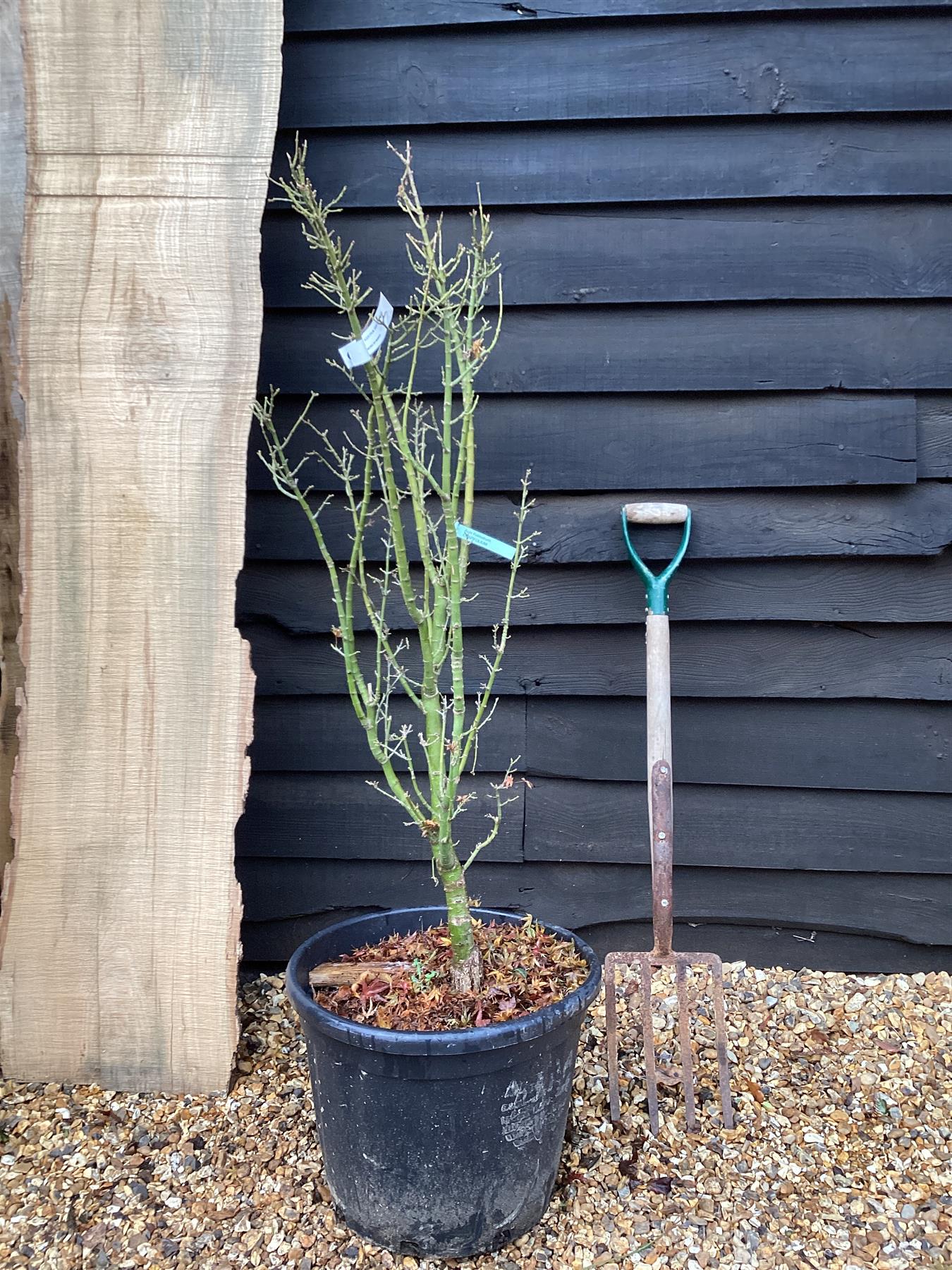 Acer palmatum 'Crispifolium' | Japanese maple 'Shishi-gashira' - 150-170cm, 55lt