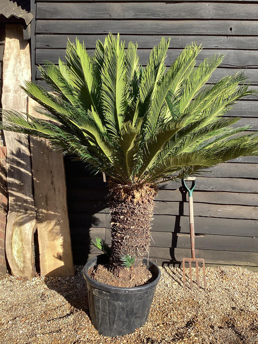 Cycas revoluta | King sago palm - 190-200cm - 70cm