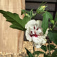 Hibiscus syriacus 'Speciosus' | Rose of Sharon 'Speciosus' - 50-60cm, 3lt