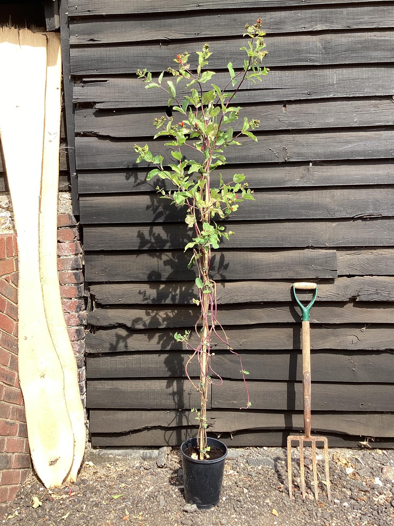 Lonicera periclymenum 'Belgica' | Dutch honeysuckle - 7lt