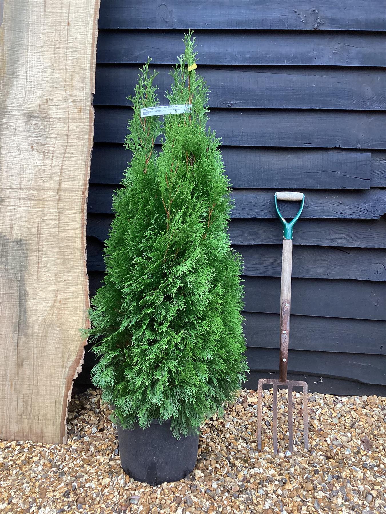 9 x Thuja occidentalis 'Smaragd' - 140-150cm - 20lt