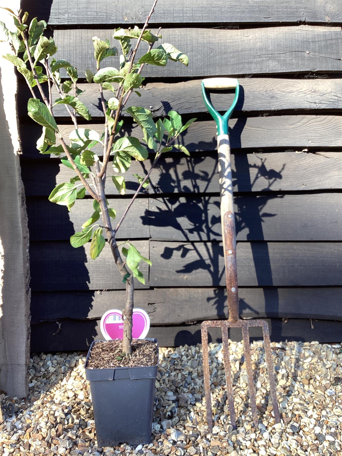 Prunus domestica Opal | Plum ‘Opal’ - 100-120cm, 7lt