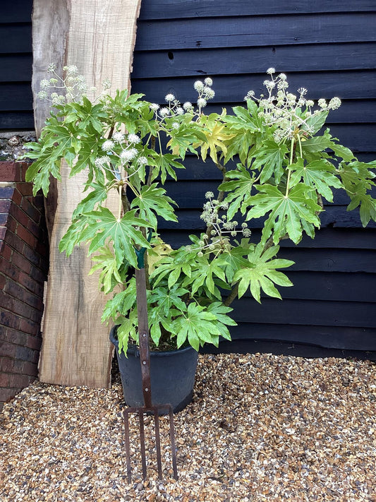 Fatsia japonica | Japanese aralia - 100-120cm, 50lt