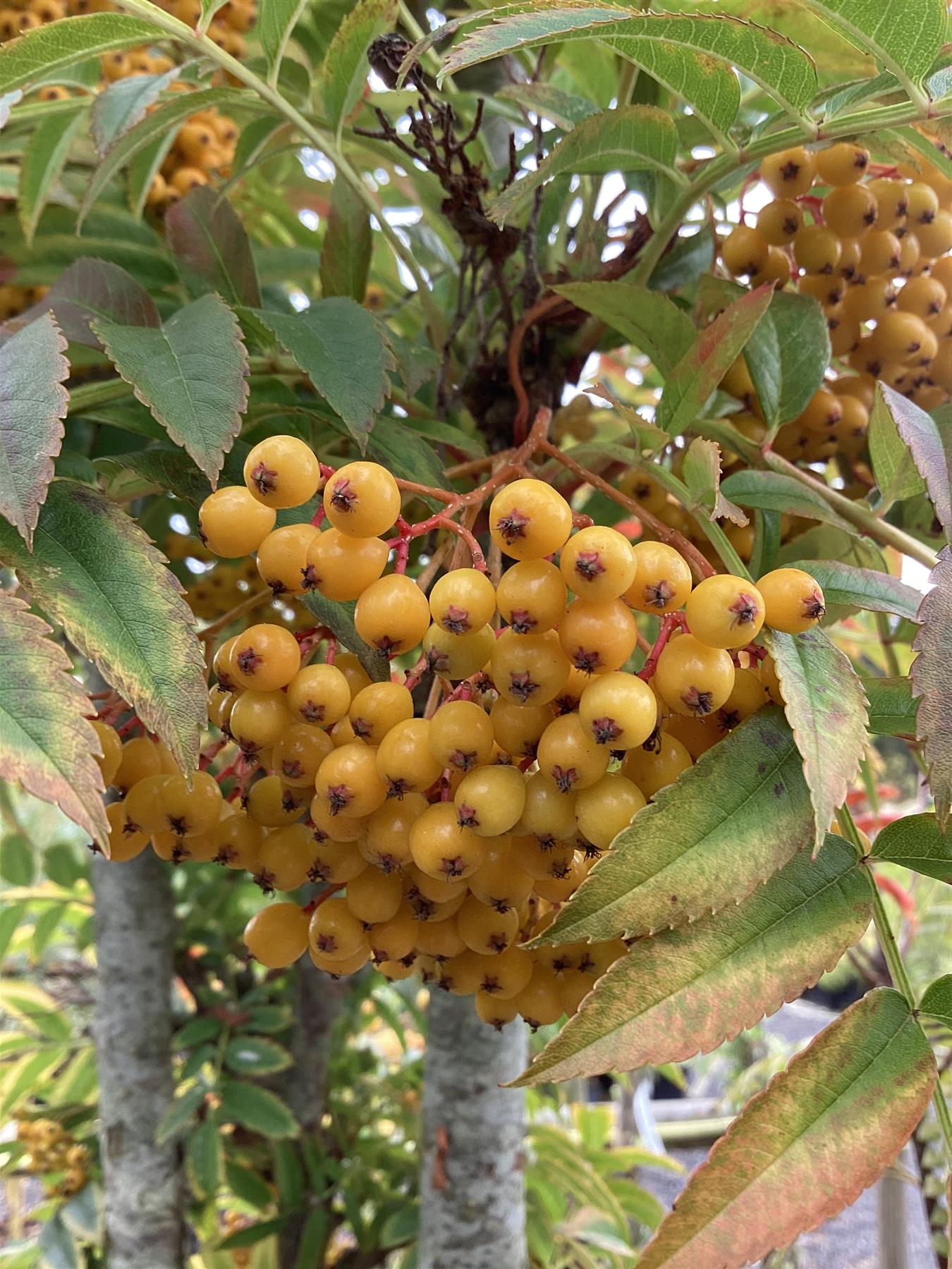 Sorbus aucuparia Autumn Spire | Mountain Ash ‘Autumn Spire’ 1/2 std, Clear Stem - 150-180cm, 20lt