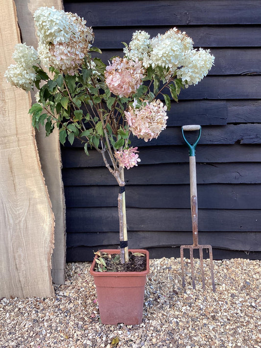 Hydrangea paniculata 'Phantom' - 60-80cm, 18lt