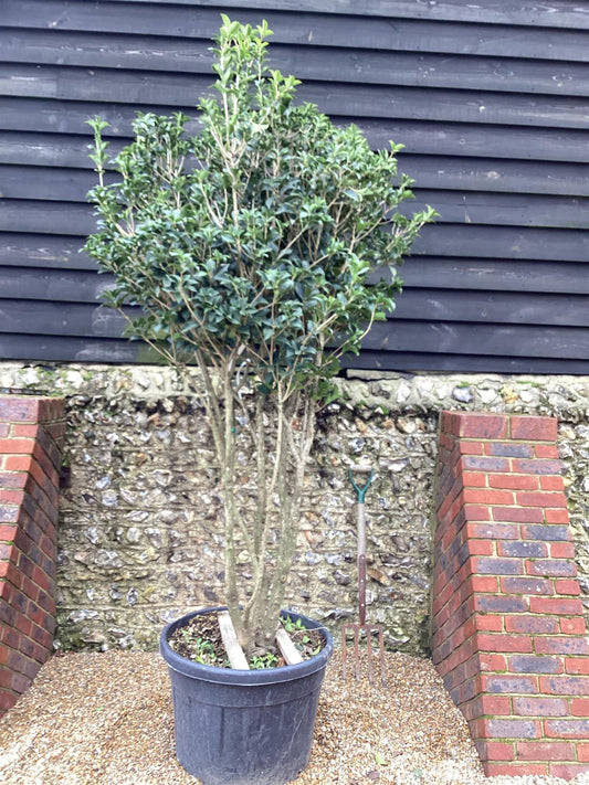 Osmanthus 'Fungo' | Fragrant Tea Olive - 250cm, 110lt