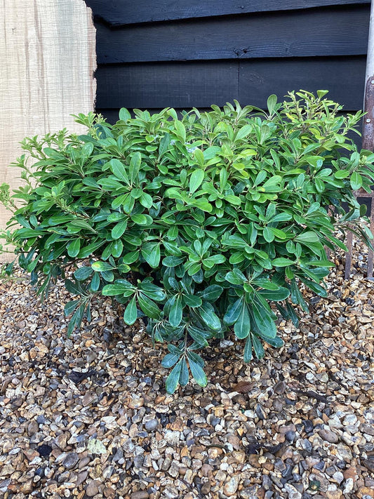 Pittosporum tobira 'Nanum' | Dwarf Japanese Pittosporum - 50-60cm, 15lt