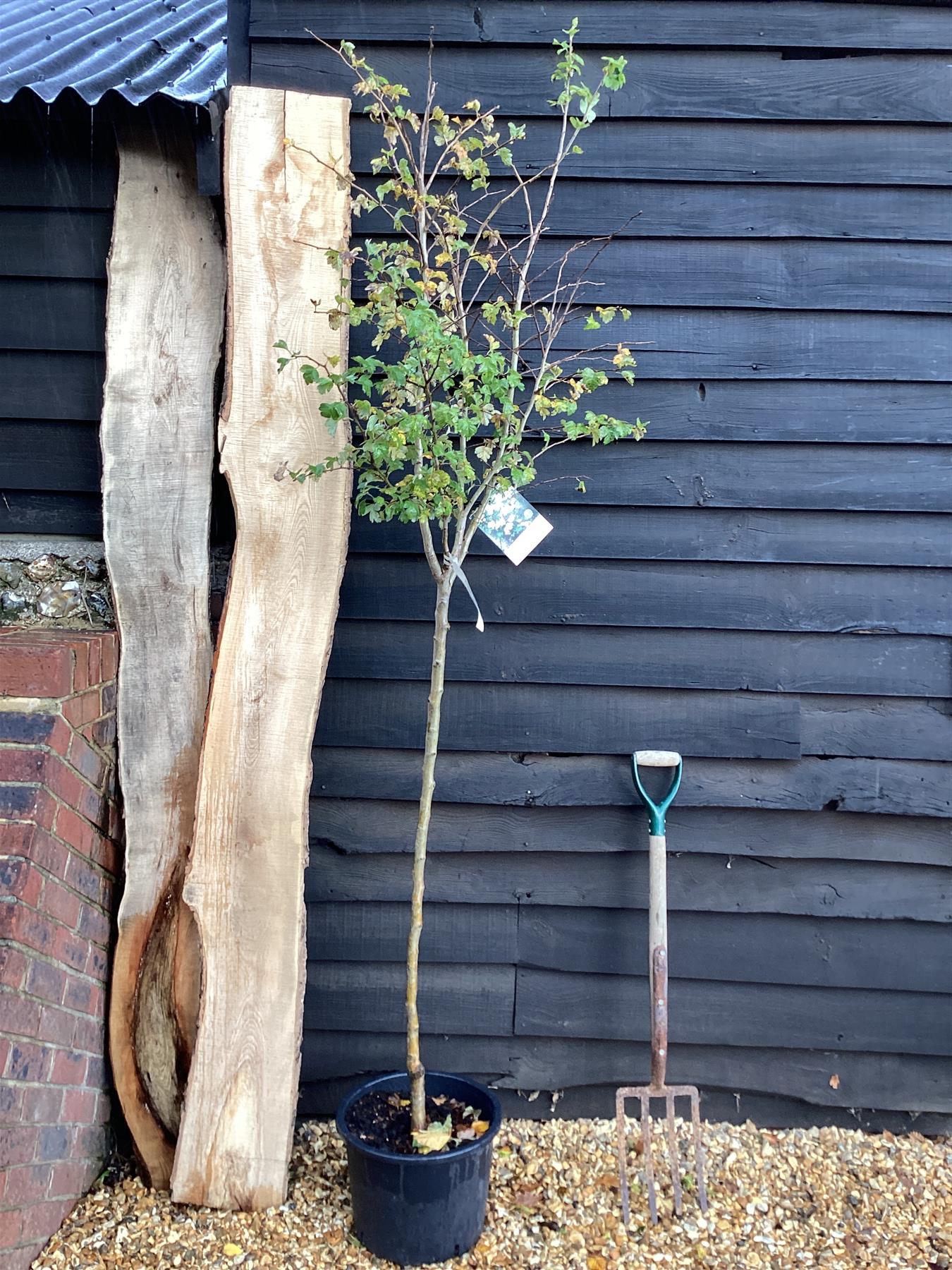 Crataegus Laevigata 'Rosea Flore Pleno' | Double Pink Hawthorn - 180-220cm, 20lt