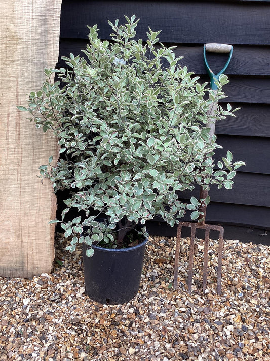 Pittosporum 'Garnettii' - 40-60cm, 10lt