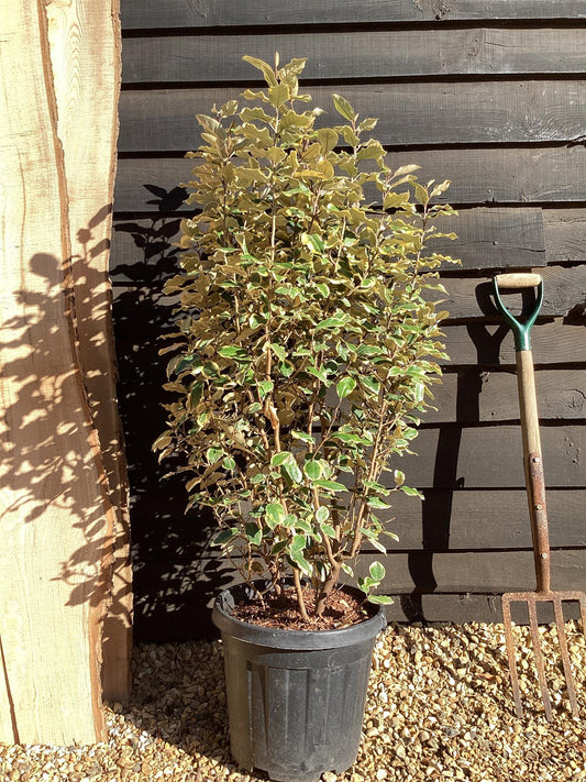 Elaeagnus 'Viveleg' Oleaster - 140-150cm, 20lt