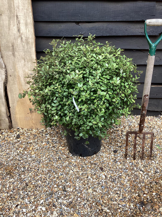 Pittosporum tenuifolium 'Golf Ball' - 80-90cm, 20lt