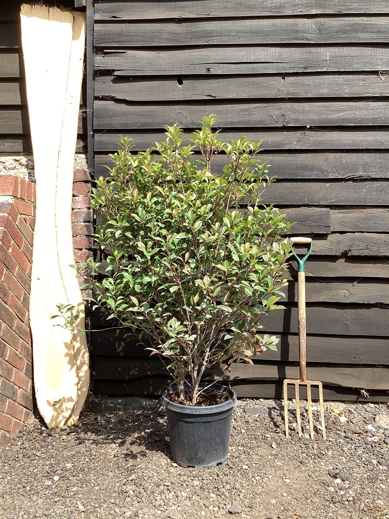 Photinia Red Robin - Compacta - 100-120cm, 15lt