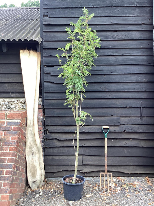 Sorbus aucuparia Autumn Spire | Mountain Ash ‘Autumn Spire’ 1/2 std, Clear Stem - 150-180cm, 20lt