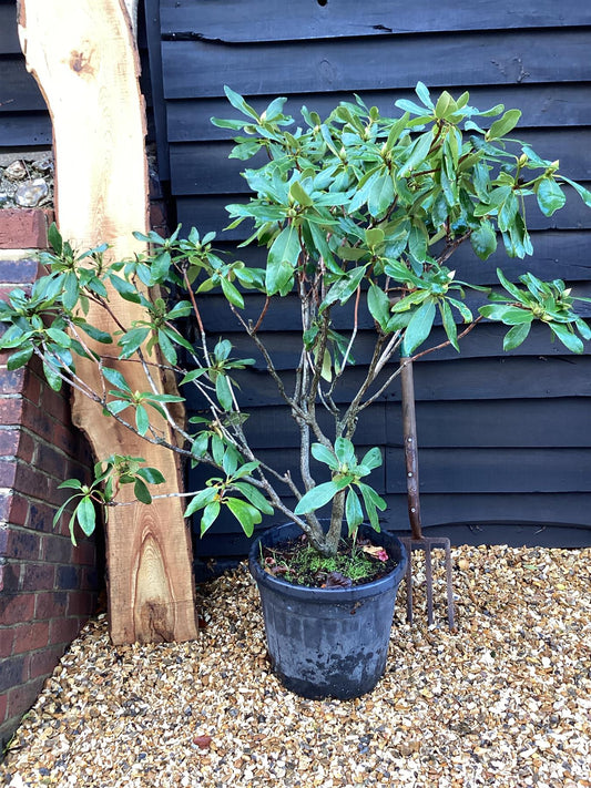 Rhododendron 'Nova Zembla' - 100-150cm, 35lt