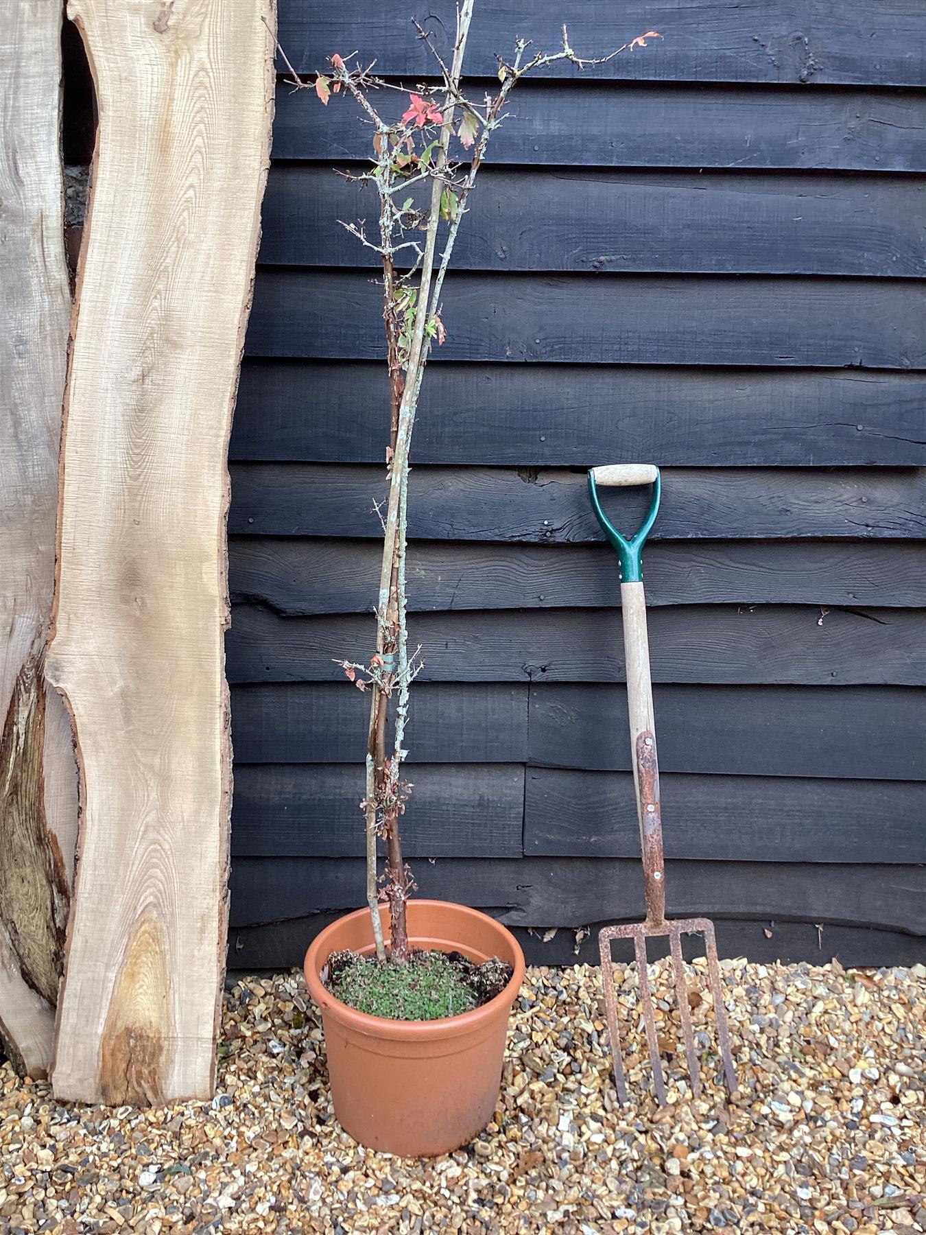 Acer griseum | Paperback Maple - 100-150cm, 20lt