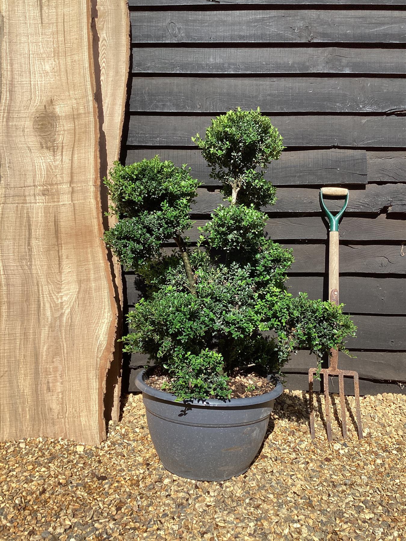 Ilex crenata 'Kinme' | Japanese Holly 'Kinme' - Bowl - 130-140cm, 30lt