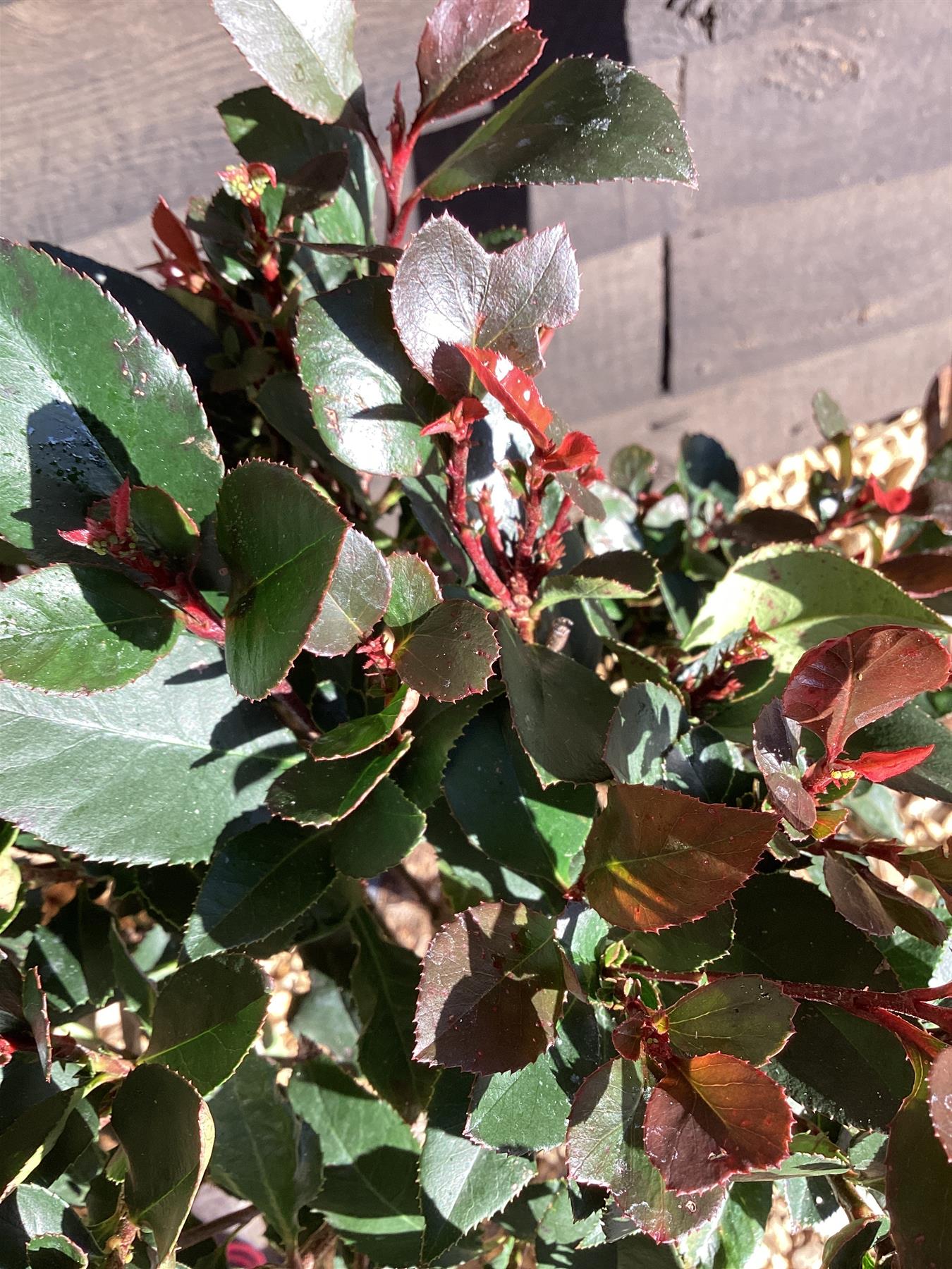 Photinia Little Red Robin | Christmas berry 'Little Red Robin' - 1/4 Std Clear Stem - 100-110cm, 9lt