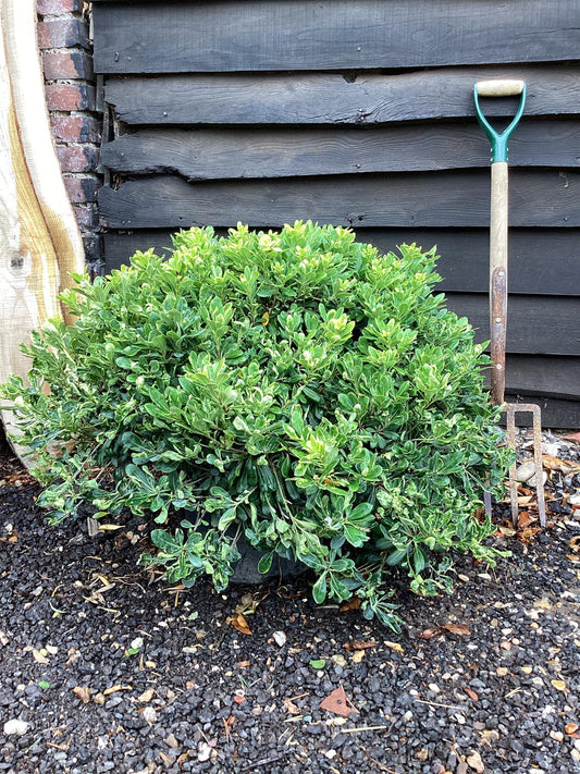 Pittosporum tobira 'Nanum' | Dwarf Japanese Pittosporum - 80-90cm, 30lt