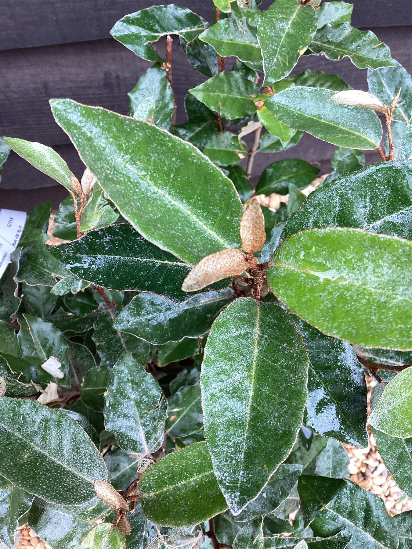 Elaeagnus ebbingei Compacta Oleaster - 90-110cm, 10lt