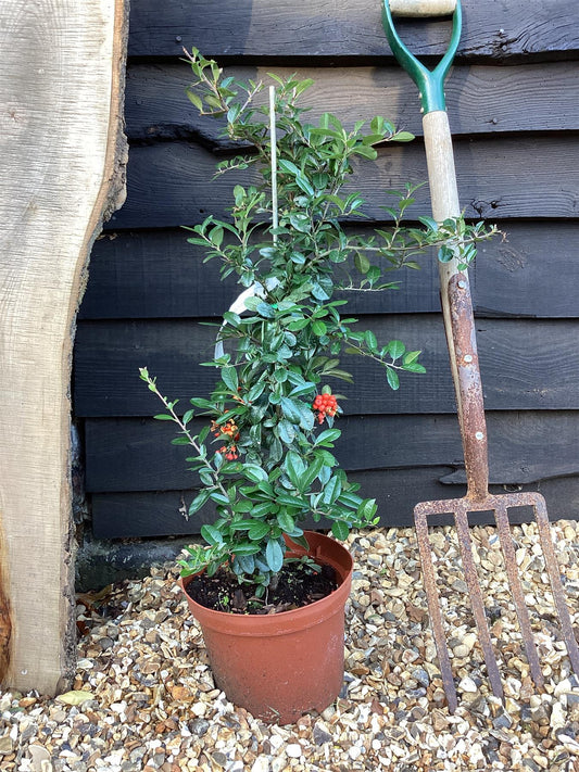 Pyracantha Mohave - 10-40cm, 2lt