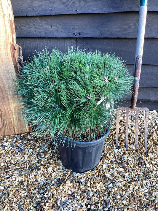 Pinus Nigra 'Brepo' | Dwarf Austrian Pine - 65-75cm, 18lt