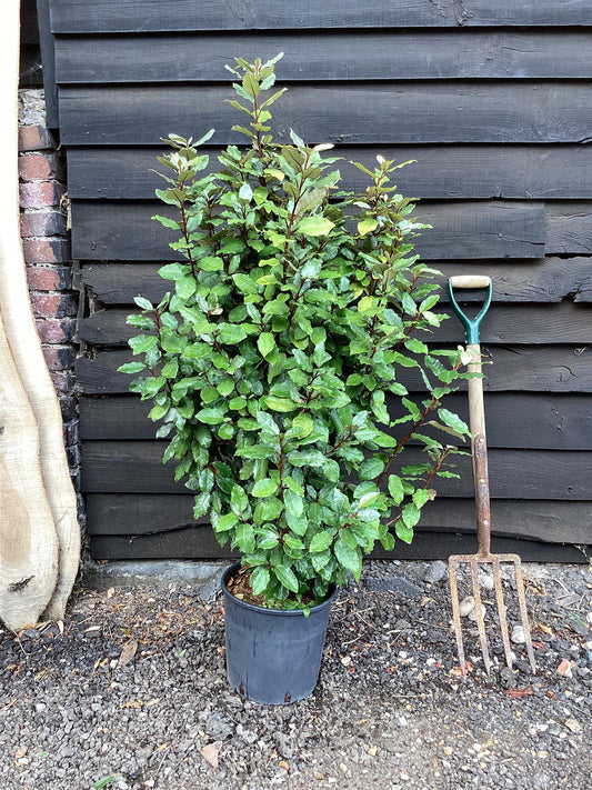 Elaeagnus ebbingei | Ebbing's Silverberry - 100-150cm, 25lt