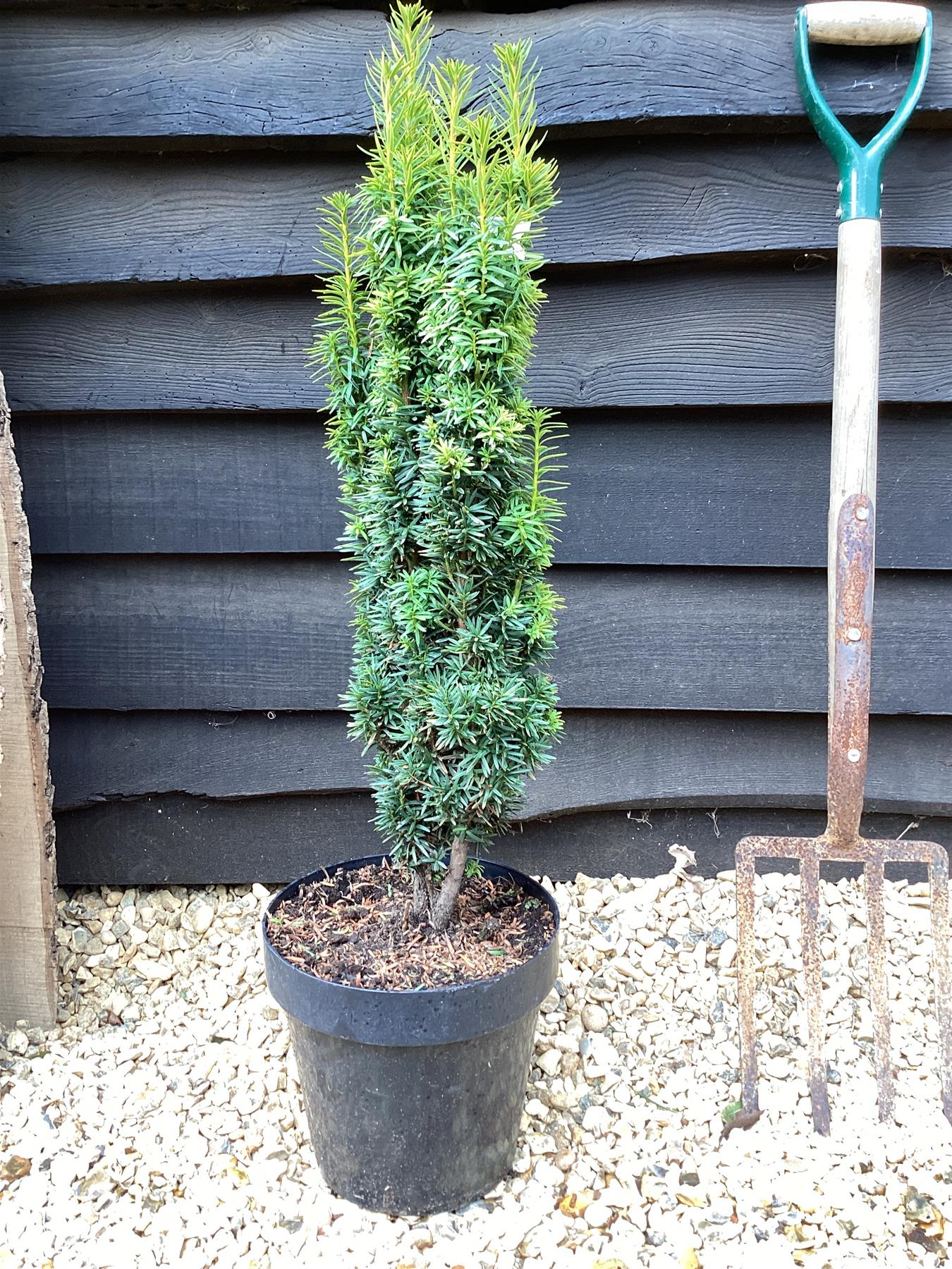 Taxus baccata 'David' | Yew 'David' - 100-110cm, 10lt