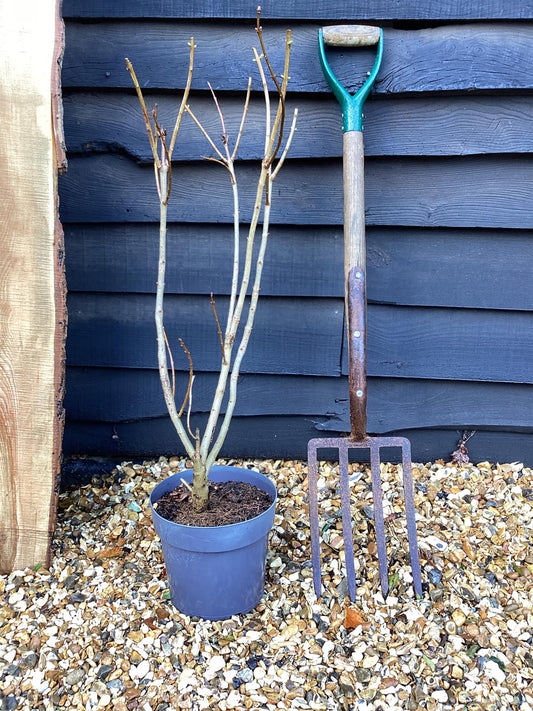 Syringa vulgaris 'Katherine Havemeyer' - 90-110cm, 5lt