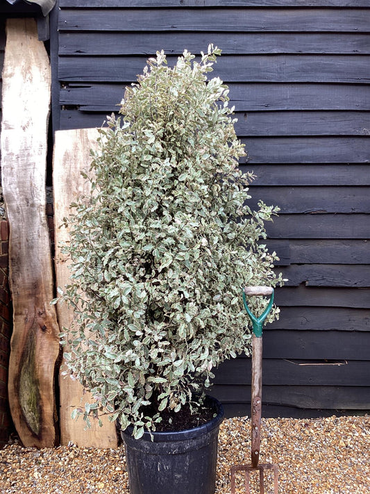 Pittosporum tenuifolium 'Elizabeth' - 180cm - 25lt