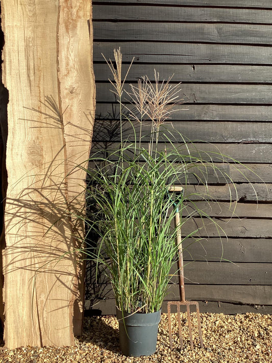 Miscanthus sinensis 'Flamingo' | Eulalia 'Flamingo' - 55-65cm, 10lt