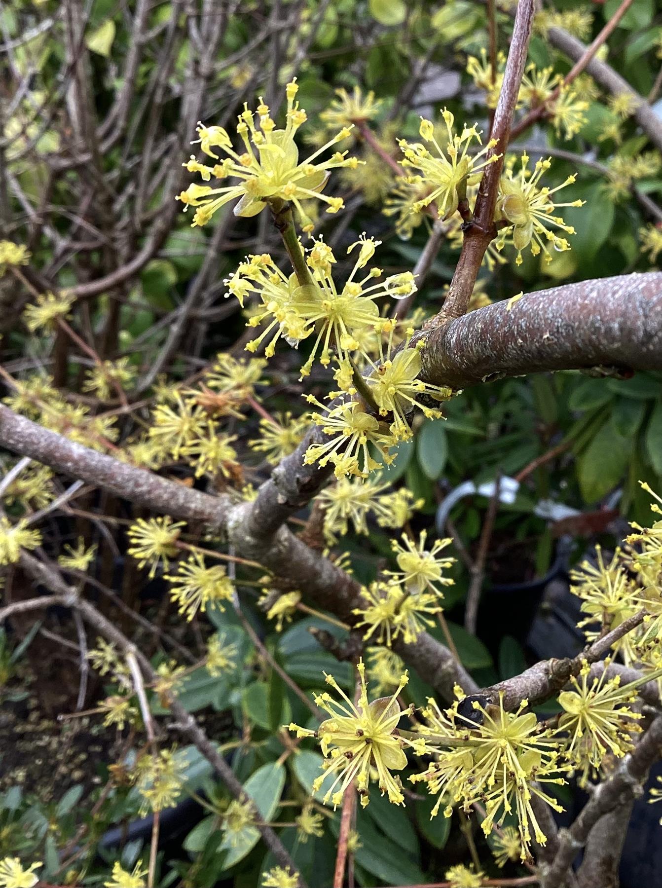 Cornus Mas | Cornelian Cherry - 250-300cm, 70lt