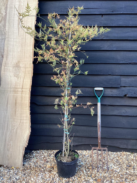 Jasmine officinalis | Common White Jasmine - 90-110cm, 10lt