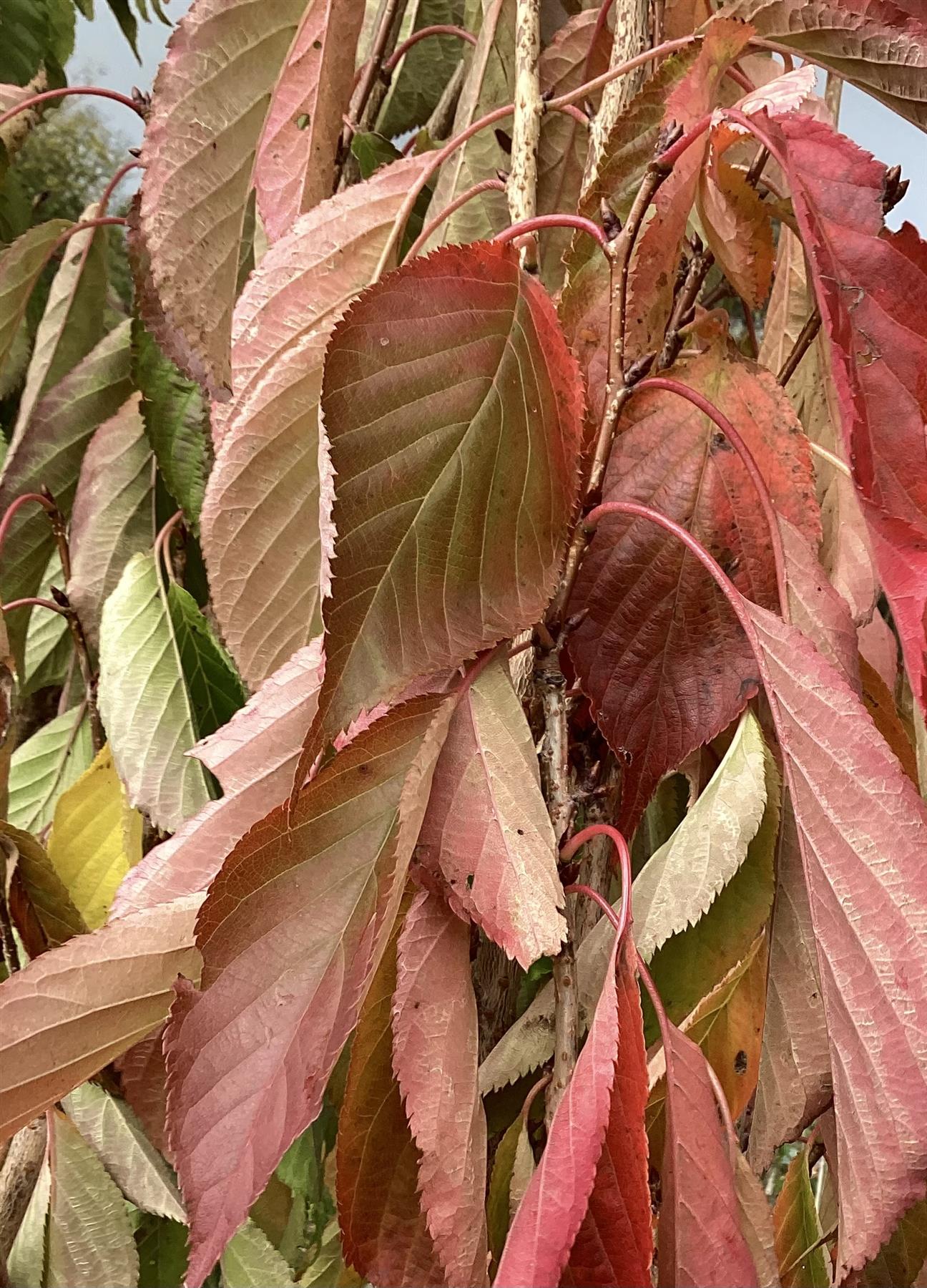 Prunus amanogawa |Flagpole Cherry - 210-270cm, 20lt