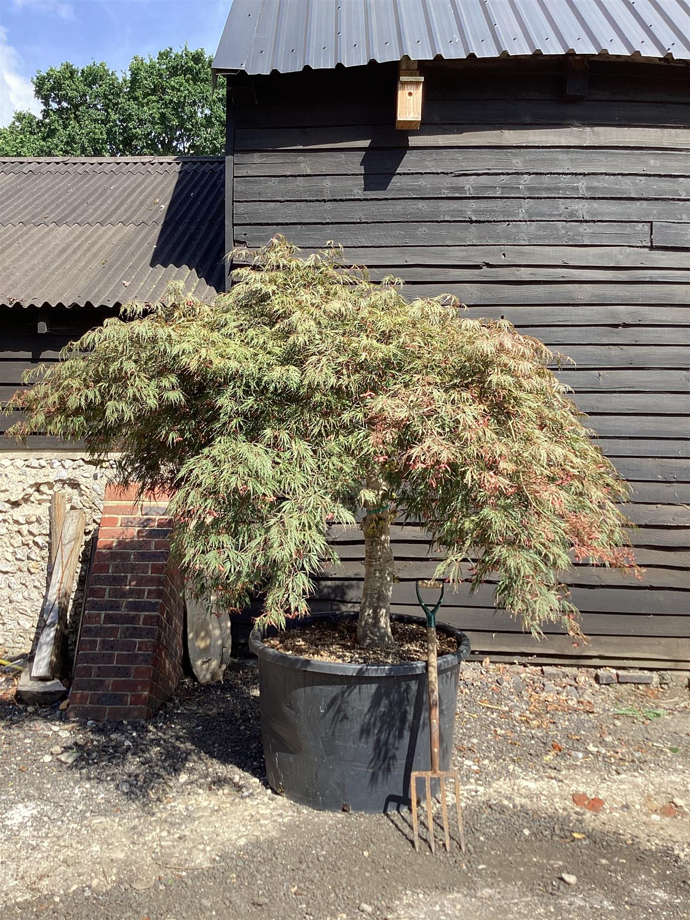 Acer palmatum Inaba-Shidare 1/2 Std | Japanese maple 'Inaba-shidare' - 200-250cm - 375lt