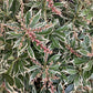 Pieris japonica 'Variegata' | Pieris 'White Rim' - 55-60cm, 5lt